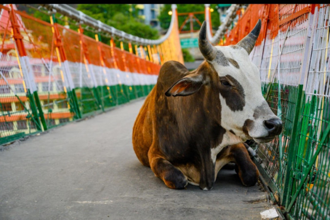 kotha